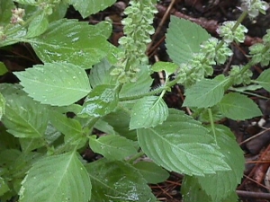 tulsi